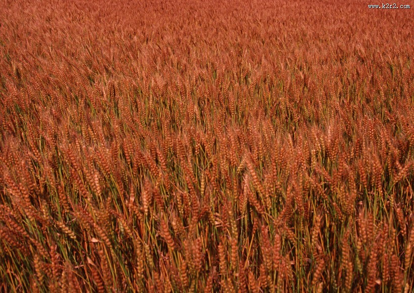 金色的麦田图片大全