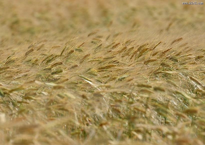 金色的麦田图片大全