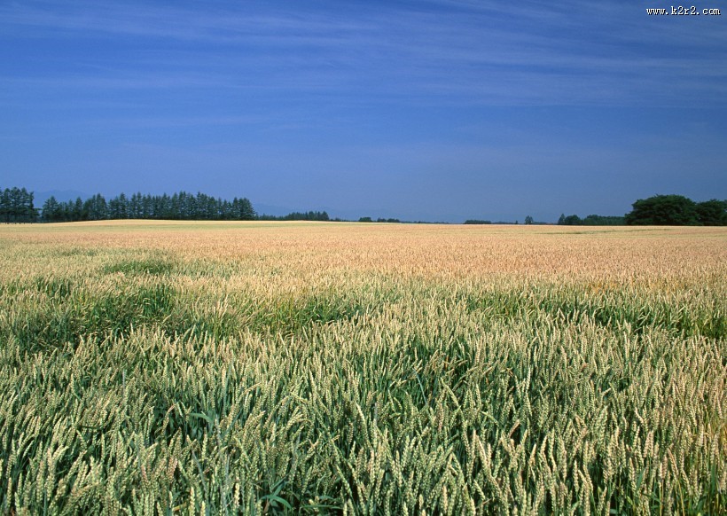 金色的麦田图片大全