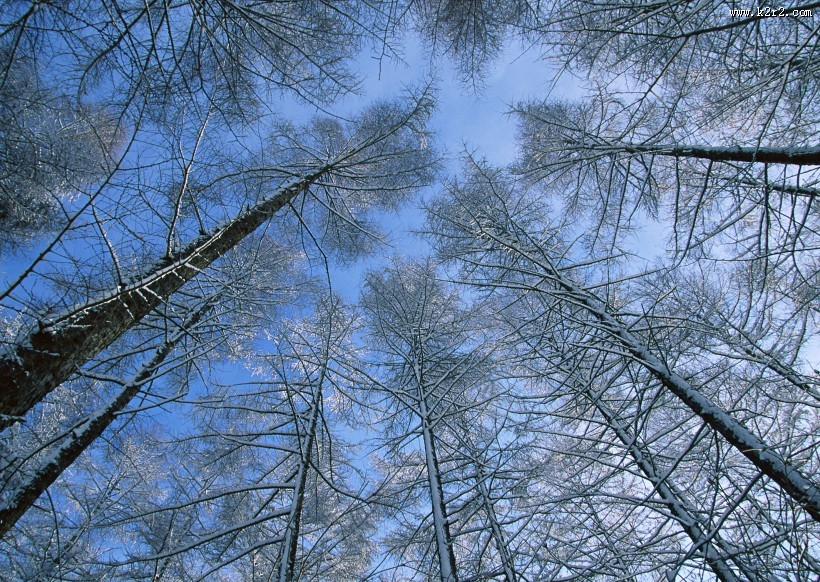 冬季的树木图片
