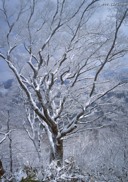 冬季的树木图片