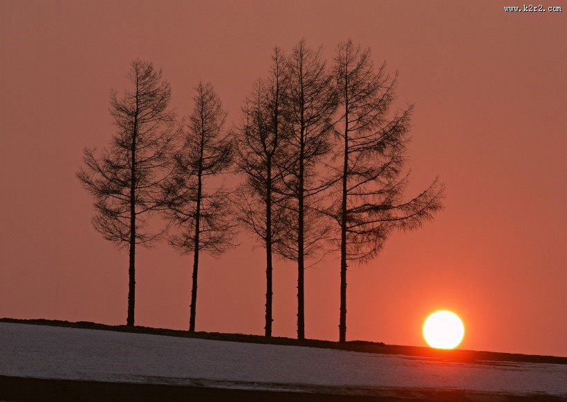 黄昏树木剪影图片