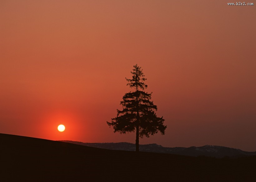 黄昏树木剪影图片