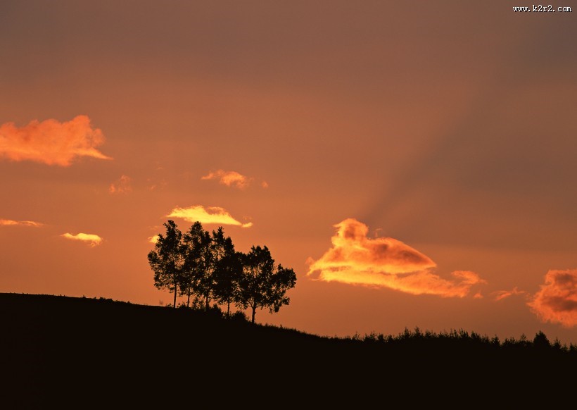 黄昏树木剪影图片