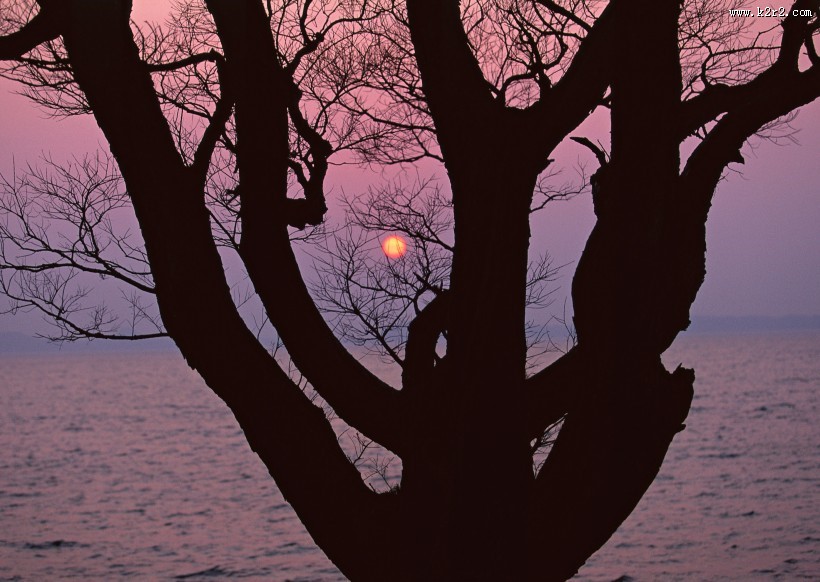 黄昏树木剪影图片