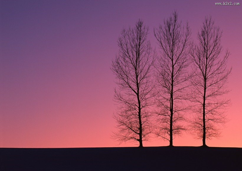 黄昏树木剪影图片
