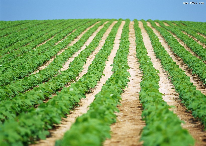 菜地丰收图片