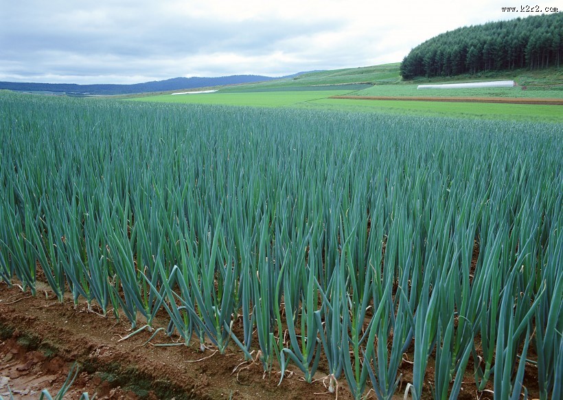 收获大葱图片大全
