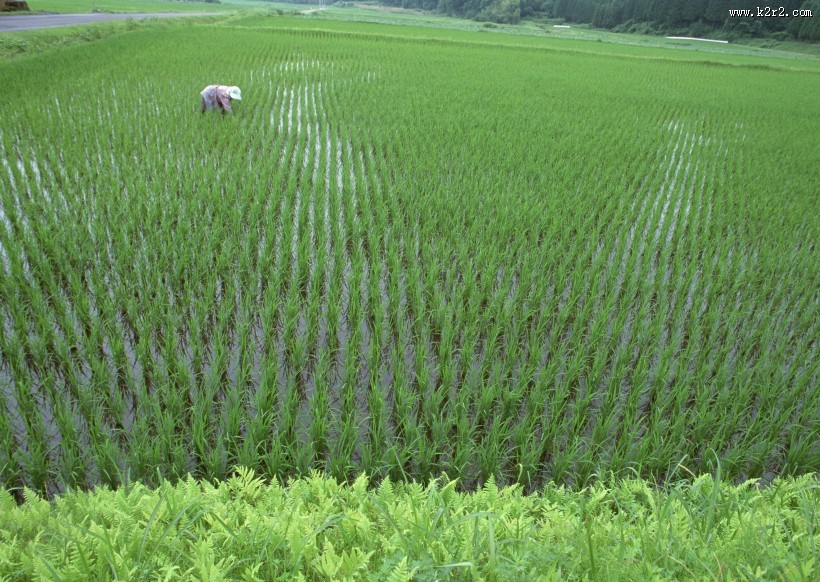 绿色稻田图片