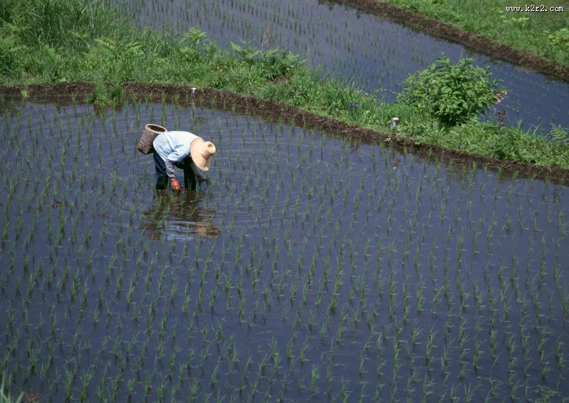 绿色稻田图片