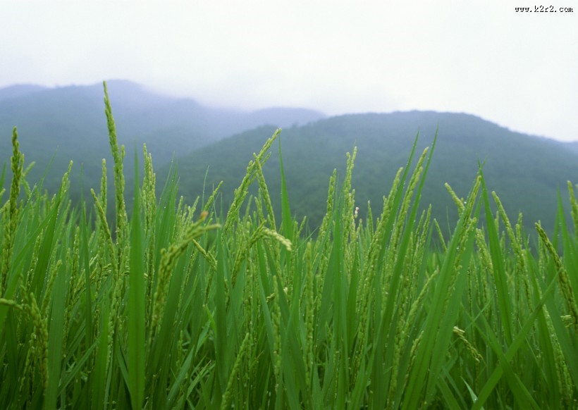 绿色稻田图片