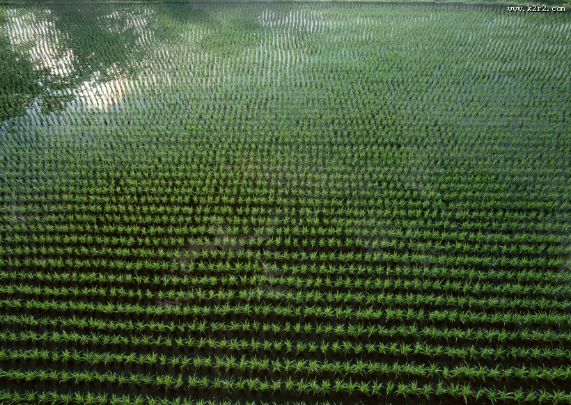 绿色稻田图片