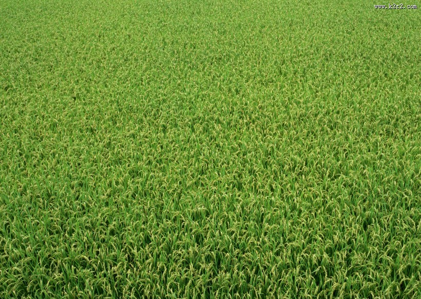 绿色稻田图片