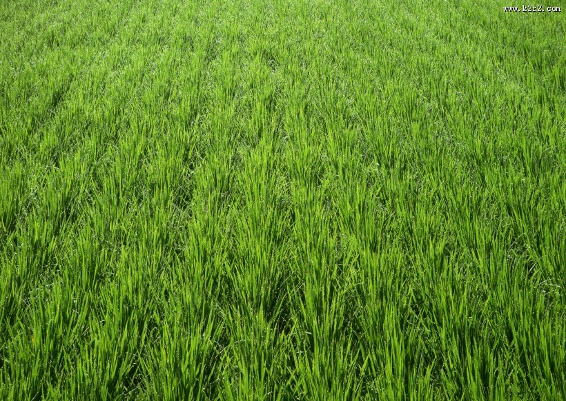 绿色稻田图片