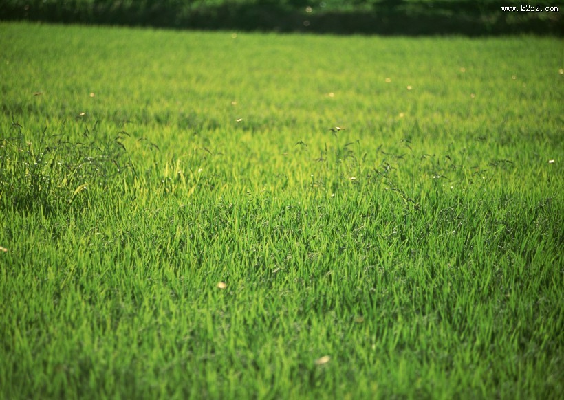 绿色稻田图片