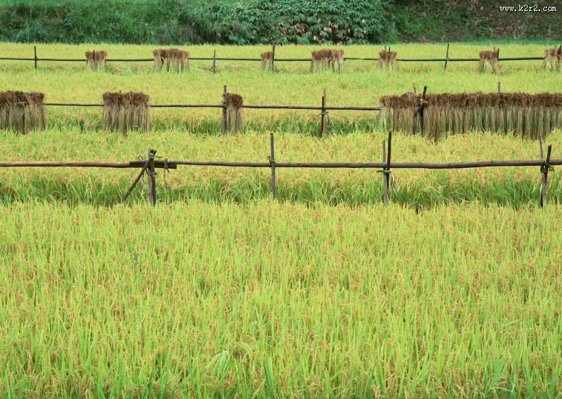 秋季稻田图片