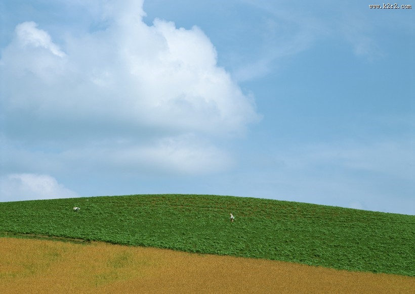 蓝天白云麦田图片