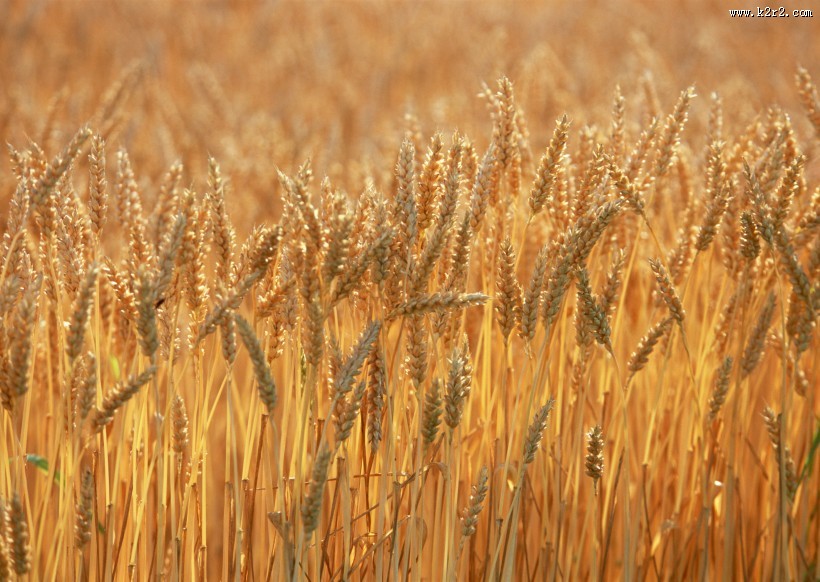 秋天的麦田图片