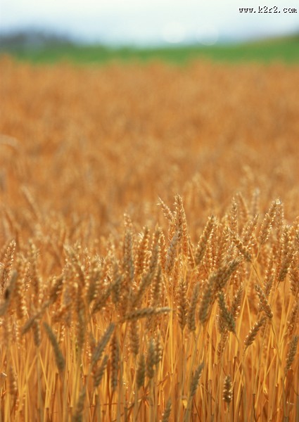 秋天的麦田图片