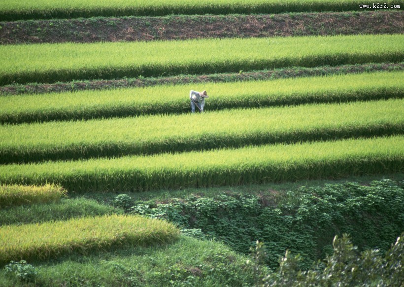 梯田图片