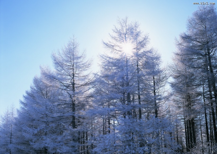 冬季树木植物图片