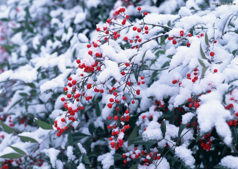 冬季树木植物图片