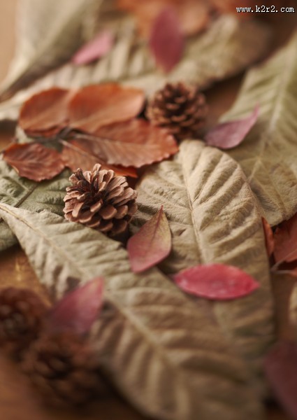 秋季花朵素材图片大全