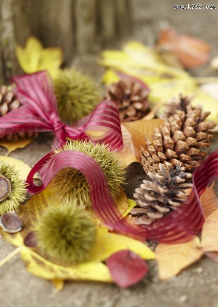 秋季花朵素材图片大全
