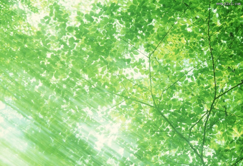朦胧绿影图片