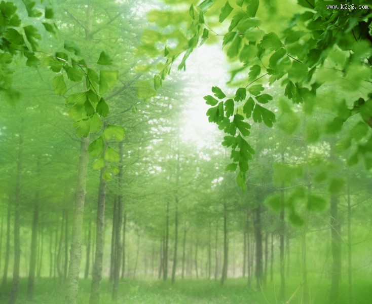 绿荫阳光图片
