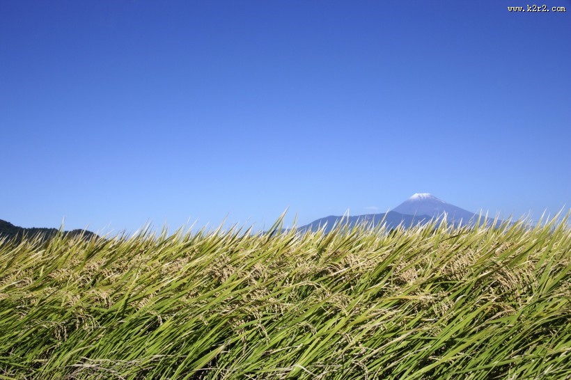 稻子图片大全