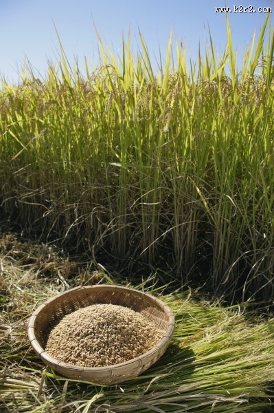 稻子图片大全