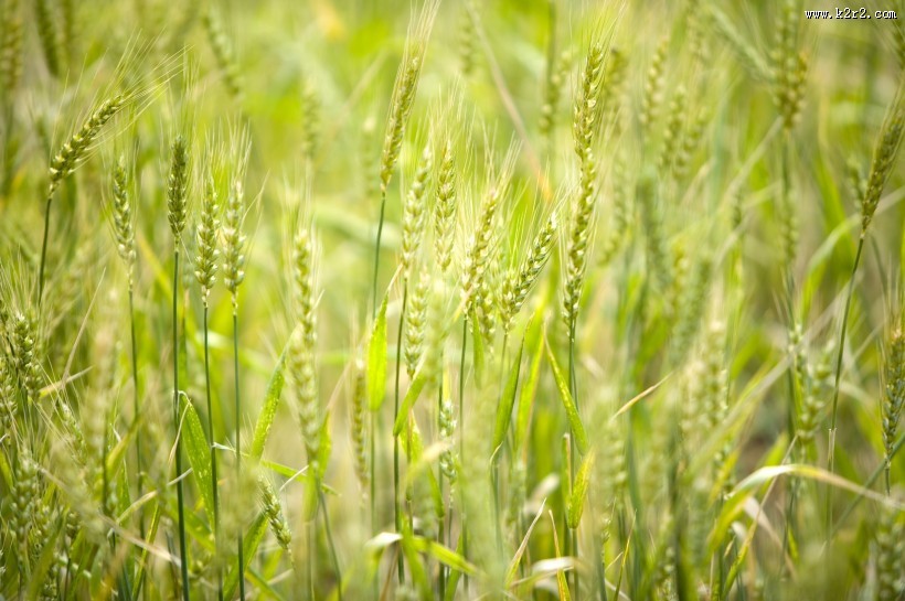 麦田图片