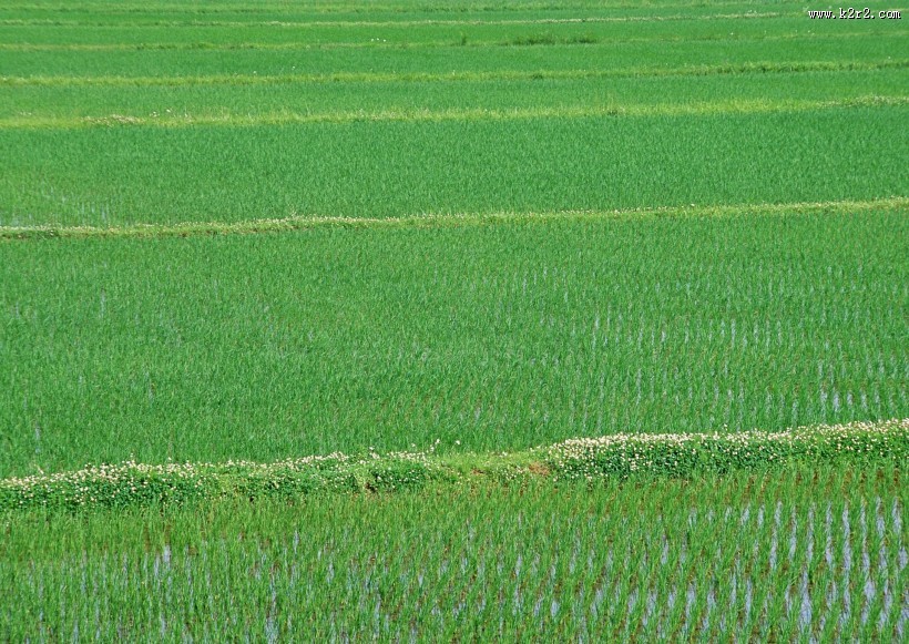 稻子图片