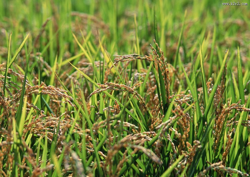 水稻图片