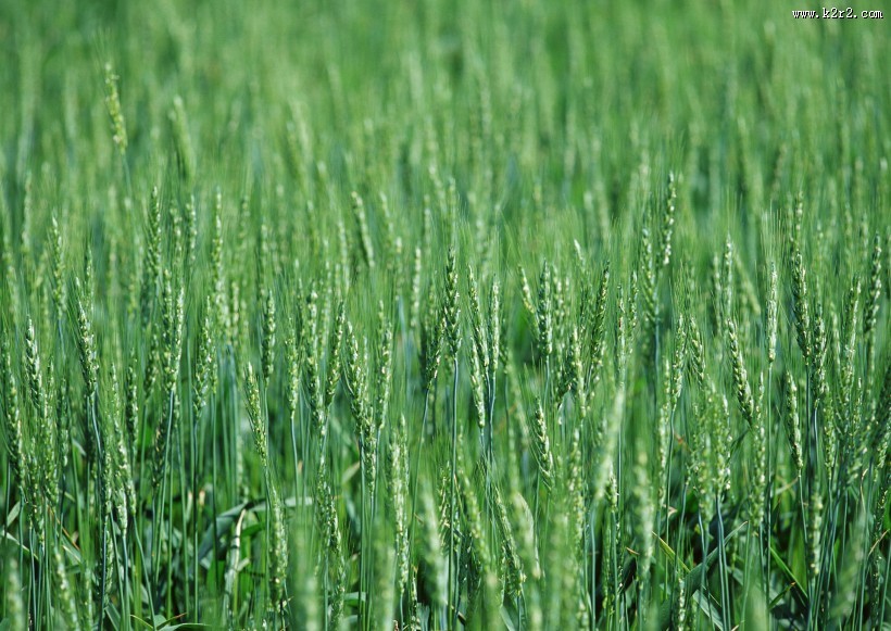 小麦麦田图片