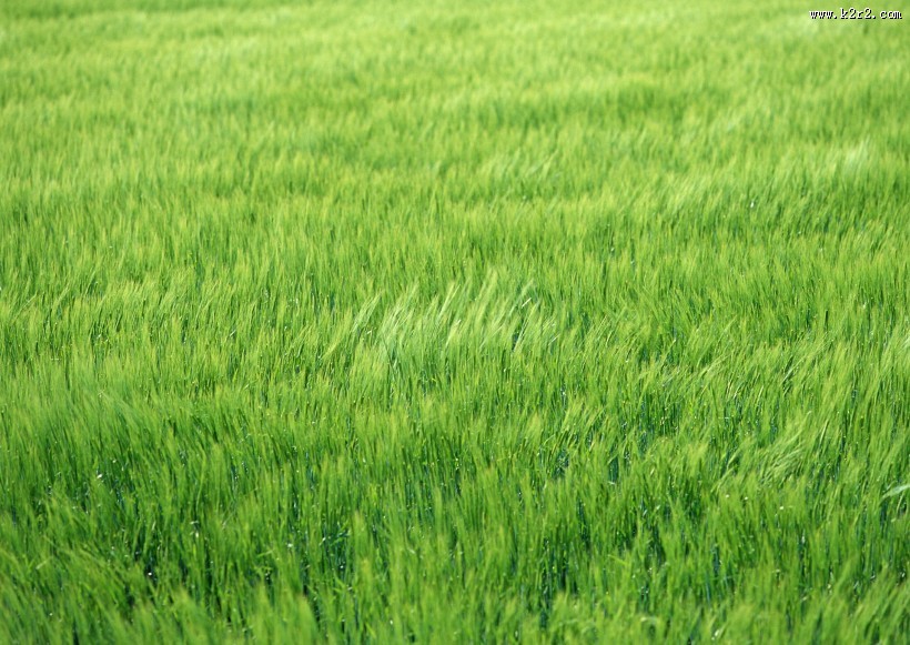 小麦麦田图片