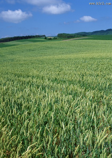 小麦麦田图片