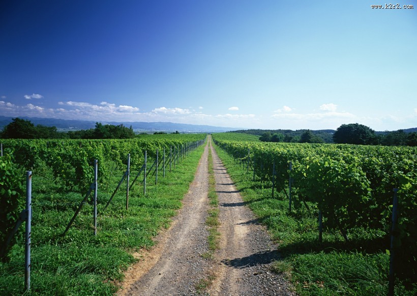 乡间小路图片
