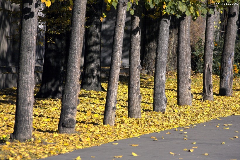 秋季马路图片大全