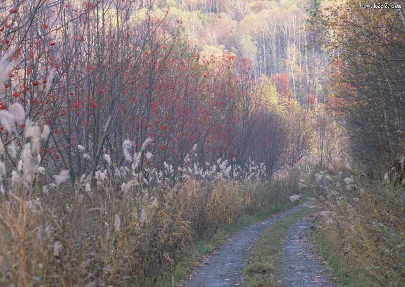 秋季马路图片大全