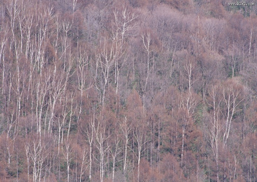 秋季森林图片大全