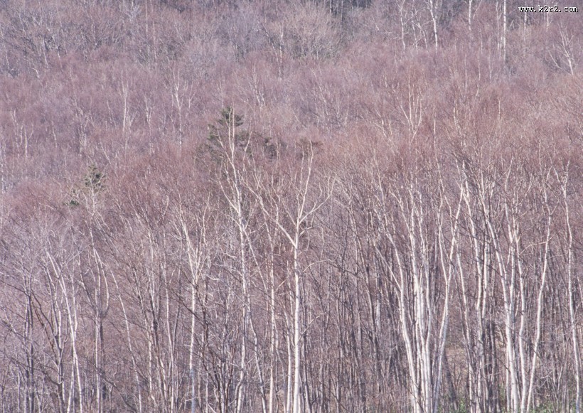 秋季森林图片大全
