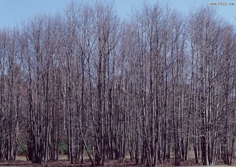秋季森林图片大全