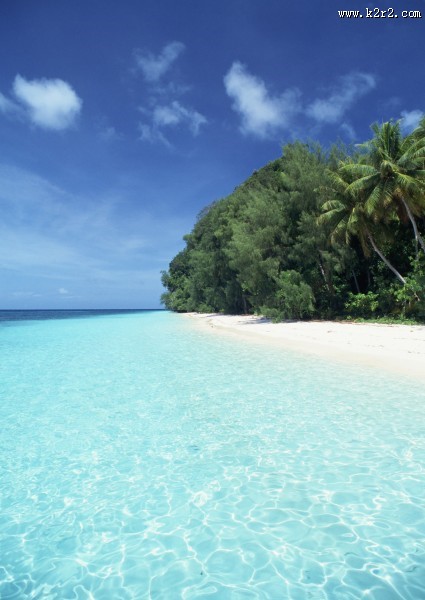 椰树海滨风景图片