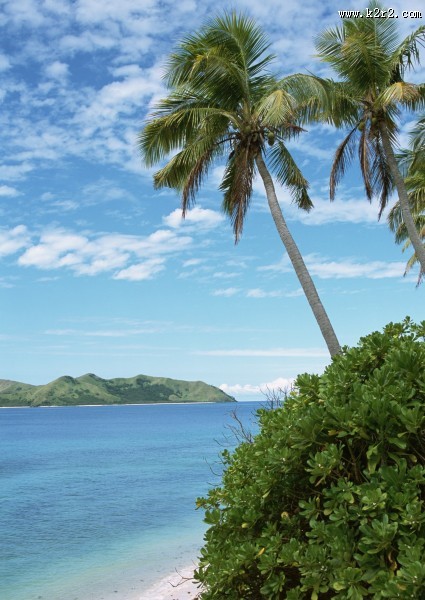 椰树海滨风景图片