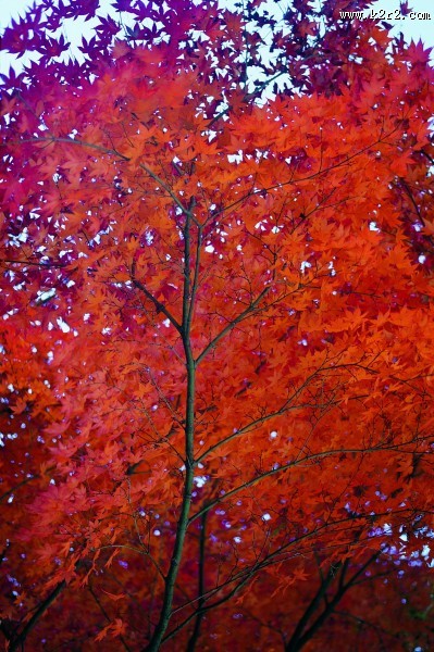 秋季风景图片大全