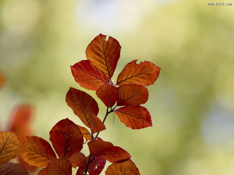 马尔科森林图片