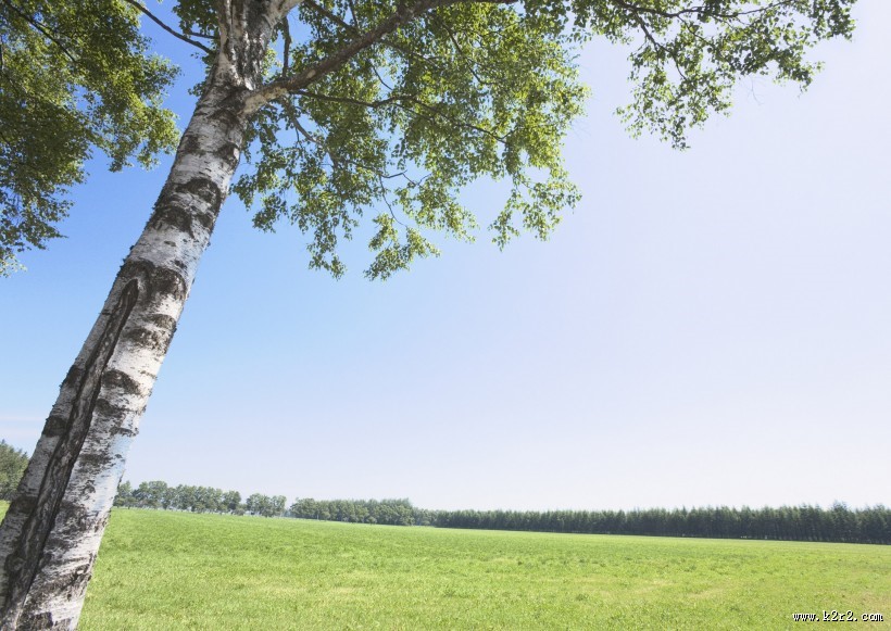 草地与大树的图片
