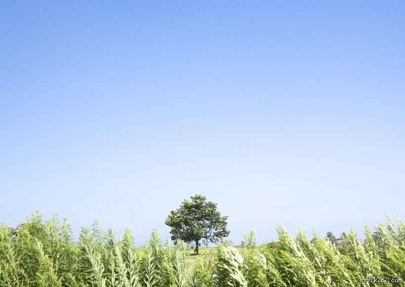 草地与大树的图片